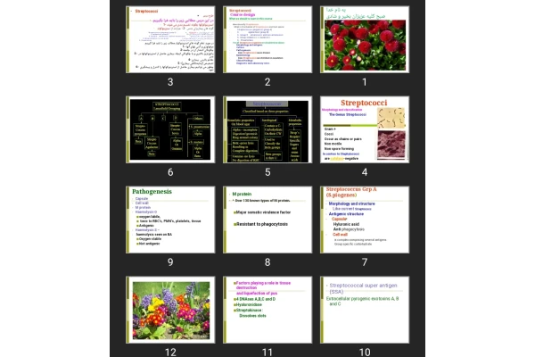 پاورپوینت Streptococci