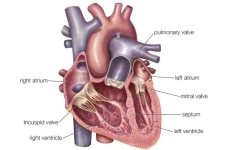   پاورپوینت با موضوع آناتومی و فیزیولوژی قلب