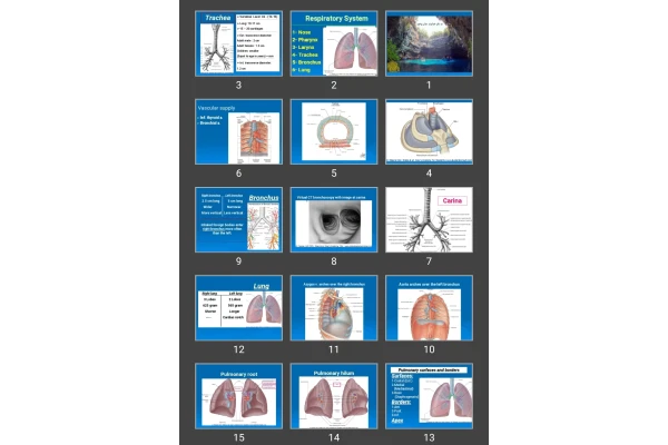 پاورپوینت Respiratory System