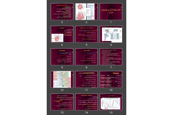 پاورپوینت اعمال تولیدمثلی و هورمونی مردان