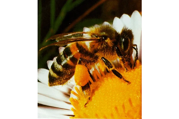   پاورپوینت زنبور عسل