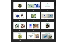 پاورپوینت Saprophytes