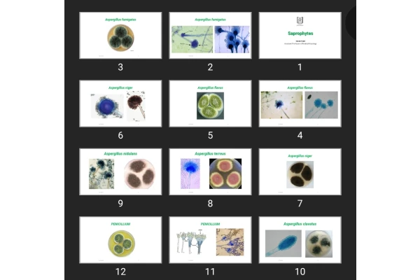پاورپوینت Saprophytes