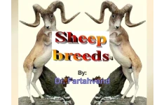 نژاد های انواع گوسفند - ۷۳ صفحه