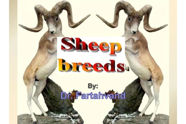 نژاد های انواع گوسفند - ۷۳ صفحه