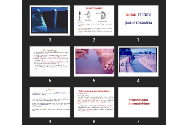 پاورپوینت BLOOD FLUKES (SCHISTOSOMES)