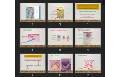 پاورپوینت Histology and embryology of the Pulp and periradicular tissues