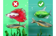 پرورش ماهیان زینتی و آکواریومی
