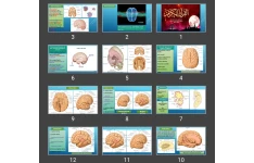 پاورپوینت The Cerebrum