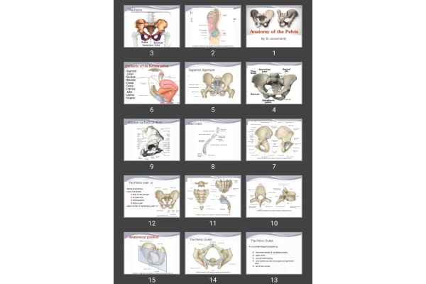 پاورپوینت Anatomy of the Pelvis