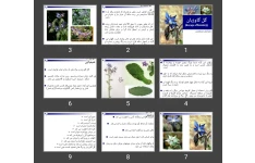 پاورپوینت گل گاوزبان (Borago officinalis)