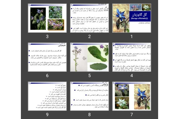 پاورپوینت گل گاوزبان (Borago officinalis)