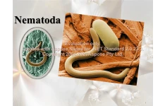 پاورپوینت Nematoda انگلهای گیاهی      تعداد اسلاید : 16      نسخه کامل✅