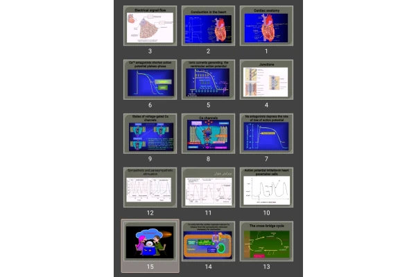 پاورپوینت heart muscle