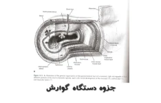 جزوه دستگاه گوارش- تایپی ۶۱ صفحه