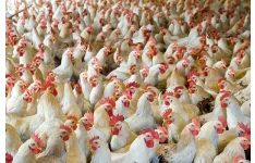 مقاله آموزش صفر تا صد پرورش مرغ گوشتی در خانه با درامد بسیار بالا