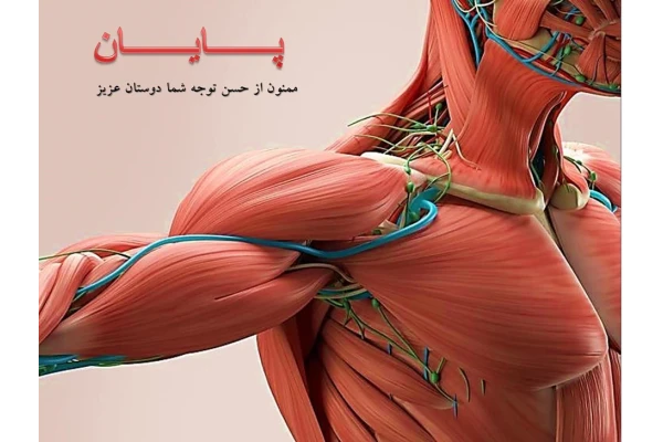 فیزیولوژی دستگاه عضلانی انسان