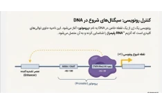 پاورپوینت PDF/تخصصی فصل 13-اصول بیوتکنولوژی گیاهی.-مبحث سازماندهی DNA و بیان ژن