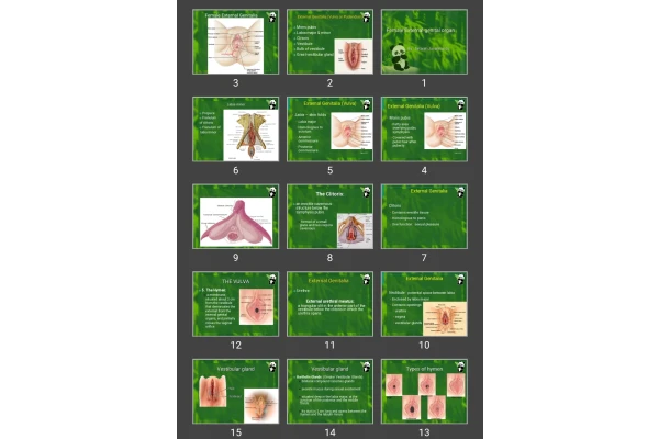 پاورپوینت Female External genital organ