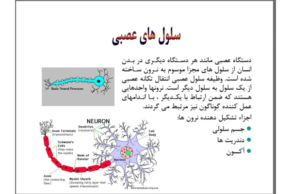 پاورپوینت آناتومی عصبی در 29 اسلاید قابل ویرایش