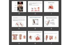 پاورپوینت Muscular System