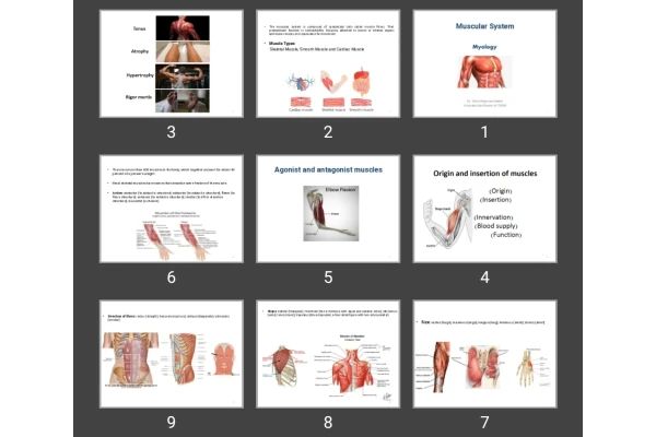 پاورپوینت Muscular System