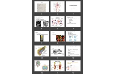 پاورپوینت Circulatory System 1