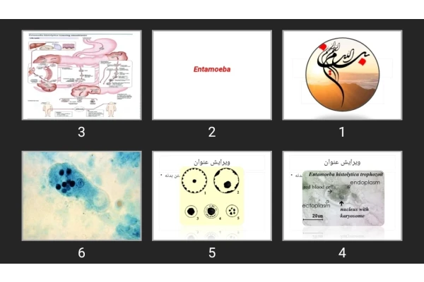 پاورپوینت Amoeba