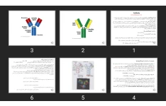 پاورپوینت Antibody