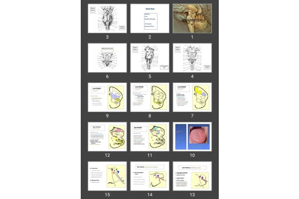 پاورپوینت BRAINSTEM