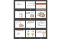 پاورپوینت Cortical and Brain Stem Control of Motor Function