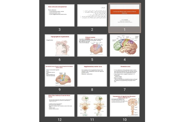 پاورپوینت Cortical and Brain Stem Control of Motor Function