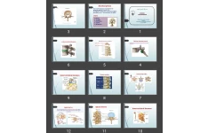 پاورپوینت اسکلتی عضلانی (Brachial plexus)