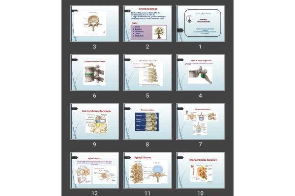 پاورپوینت اسکلتی عضلانی (Brachial plexus)