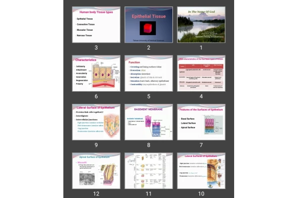 پاورپوینت Epithelial Tissue