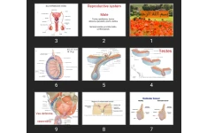 پاورپوینت Reproductive system Male
