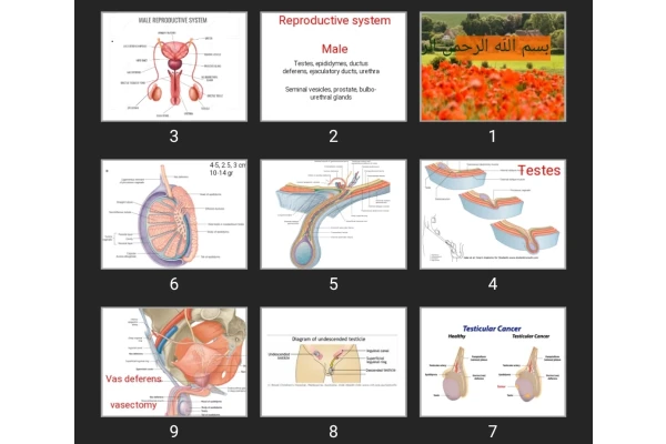 پاورپوینت Reproductive system Male