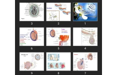 پاورپوینت Male reproductive system