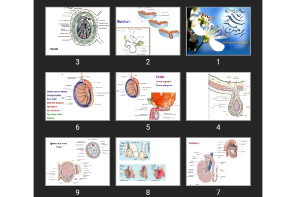 پاورپوینت Male reproductive system