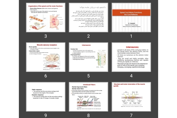 پاورپوینت Spinal Cord Motor Functions; the Cord Reflexes