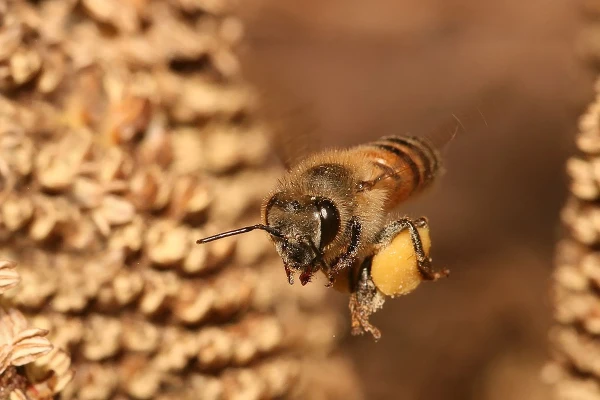   پاورپوینت طرح توجیهی پرورش و نگهداری زنبور عسل
