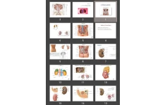 پاورپوینت Urinary system