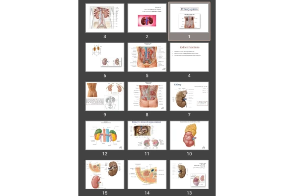 پاورپوینت Urinary system