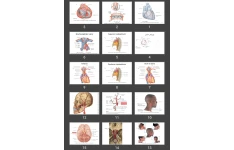 پاورپوینت 2 Circulatory System