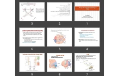 پاورپوینت The Eye: III. Central Neurophysiology of Vision