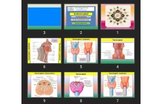 پاورپوینت Endocrine gland Thyroid & parathyroid