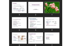 پاورپوینت The Endocrine System