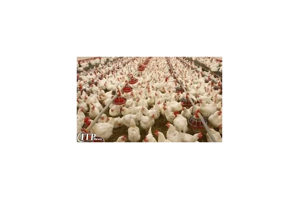 تحقیق اصول پرورش مرغ گوشتی