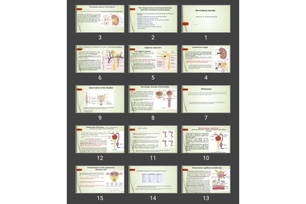 پاورپوینت The Urinary System