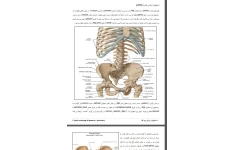 جزوه آناتومی ادراری تناسلی /رشته پزشکی /205 صفحه تایپ شده
